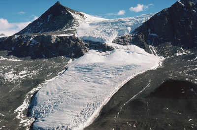 Adelie penguin