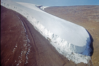 Adelie penguin