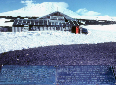 Adelie penguin