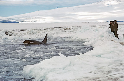 Adelie penguin