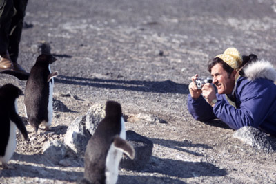 Adelie penguin