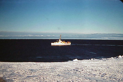 Adelie penguin