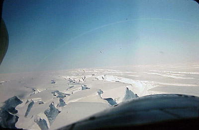 Adelie penguin