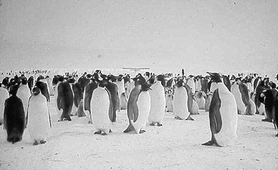 Adelie penguin