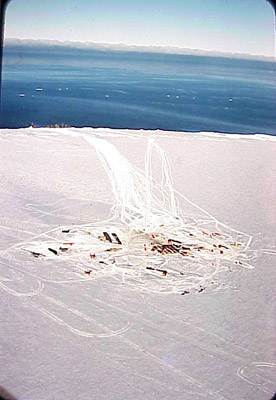 Adelie penguin