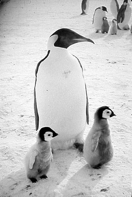 Adelie penguin