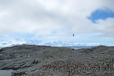 Gourlay and penguins in summer