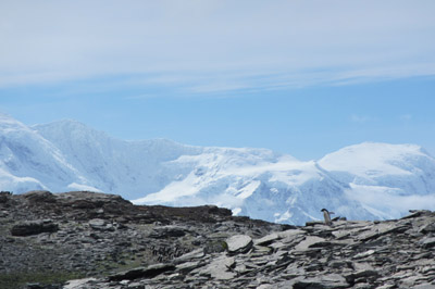 Gourlay and penguins in summer