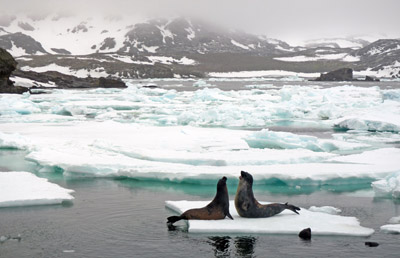 Young elepahnt seals practising to become beach master