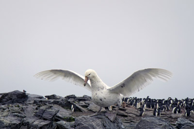 White phase Giant Petrel, about 10% are this colour