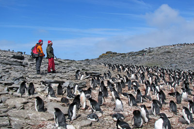 Bringing the news of Christmas to penguins