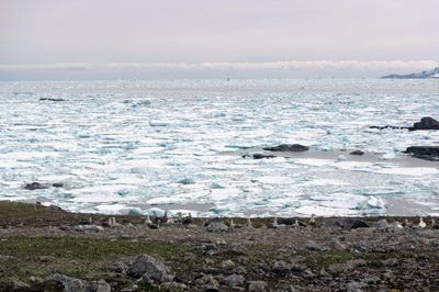 West coast, Giant Petrels nesting