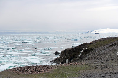 Penguin colonies on the west coast