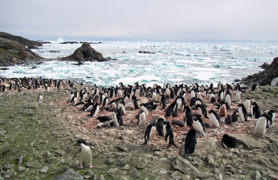 Penguin colony on the west coast