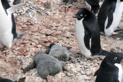 Adelie penguin chicks feeling the heat on a warm day