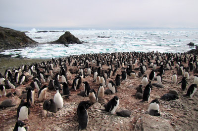 Penguin colony on the west coast