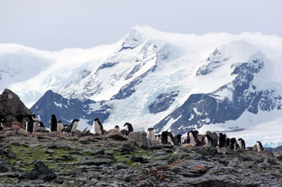 Adelie penguins with wave Peak in the background
