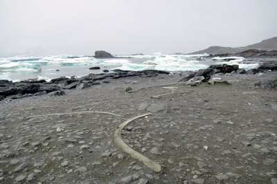 Mirounga (Ellie) Flats with old whale ribs