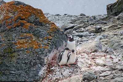 Gentoo penguin with chicks a sheltered nest