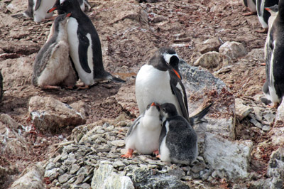 Gentoo penguin with chicks