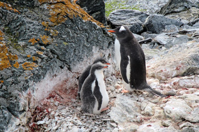 Gentoo penguin with chicks a sheltered nest