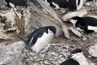 Chinstrap penguins and chicks