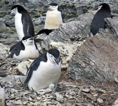 Chinstrap penguins and chicks