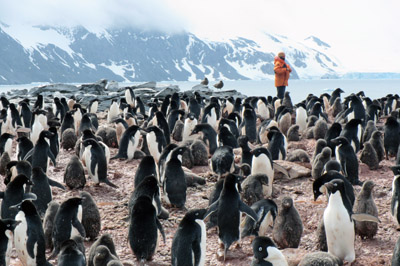 Adelie colony with poorly disguised interloper