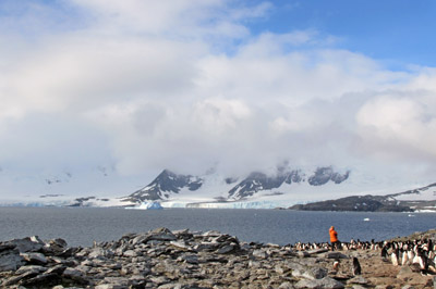 Penguin colony near North Point