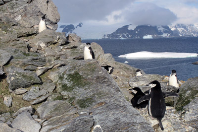 Chinstrap penguins near North Point
