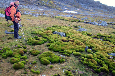 Moss bank