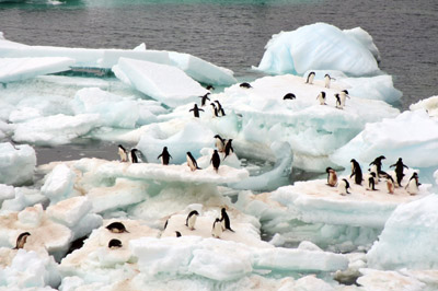 Penguins resting on ice floes