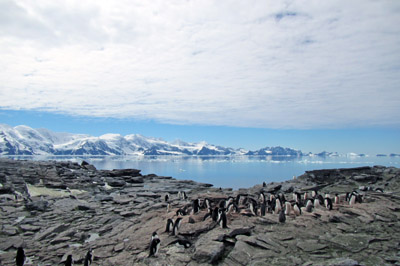 Penguins and East Coronation Island