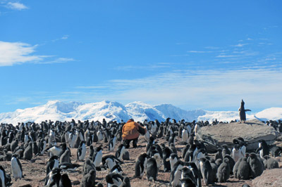 Monitoring a penguin colony