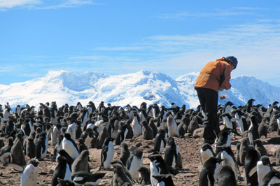 Monitoring a penguin colony