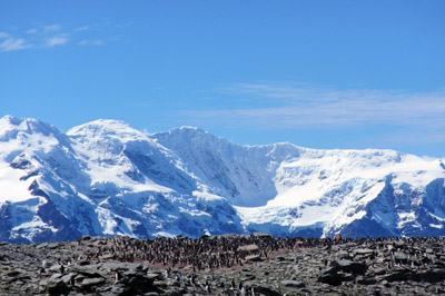 Penguins and Coronation Island