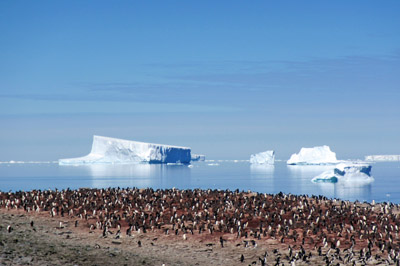 Penguin colony and icebergs