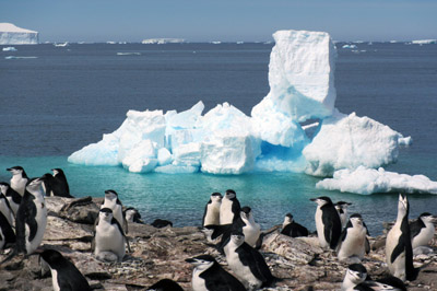 Chinstrap penguin colony and icebergs