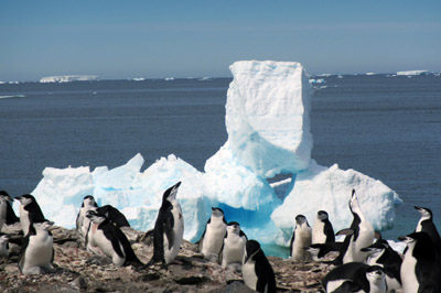 Chinstrap penguin colony and icebergs