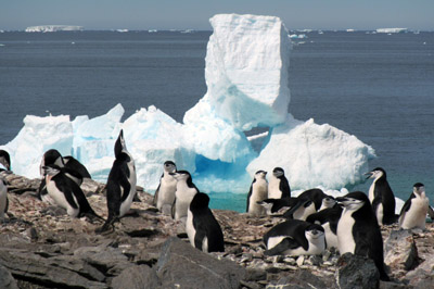 Chinstrap penguin colony and icebergs