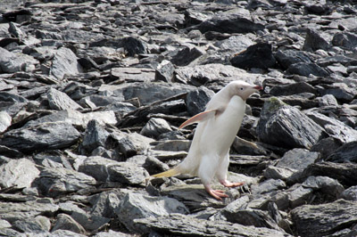 Leuchistic Adelie penguin