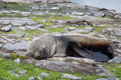 A young male southern fur seal