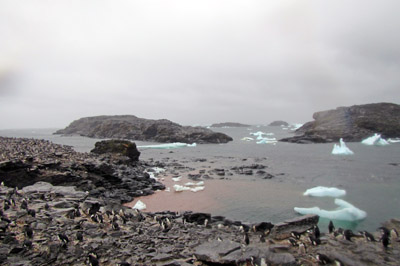 Heavy rain washes penguin guano into the sea