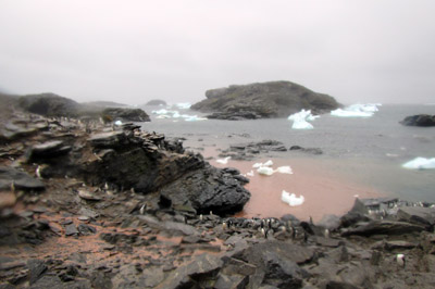 Heavy rain washes penguin guano into the sea