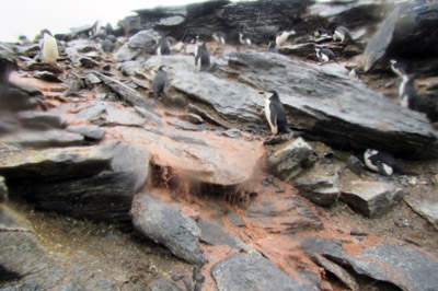 Heavy rain washes penguin guano into the sea