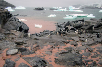 Heavy rain washes penguin guano into the sea