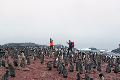 Penguins and non-penguins