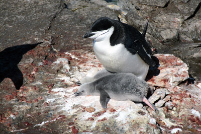 Chinstrap parent and overheating chick