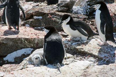 Chinstrap penguins on the nest with chicks