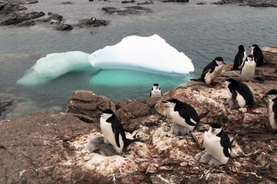 Chinstrap penguins on the nest with chicks
